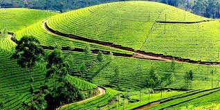 Coonoor Tea Gardens