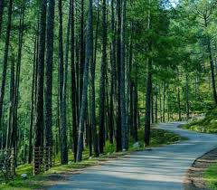 Pine Forest · Departure · Hyderabad